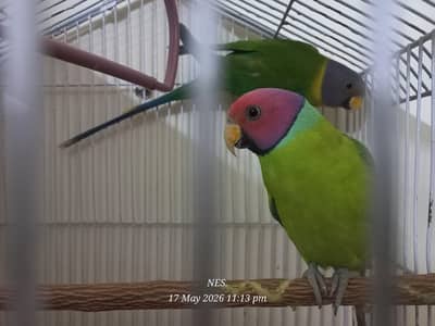 Plum Head Parakeet.