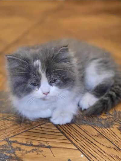 Persian cats