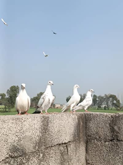pigeons for sale