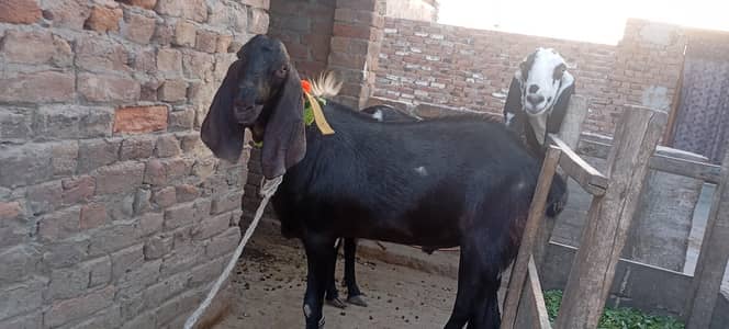 qurabni ke liye desi Bakra