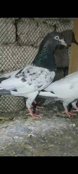 home breed quality pairs for sale