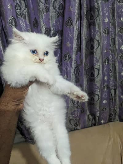 Persian Kittens for Sale