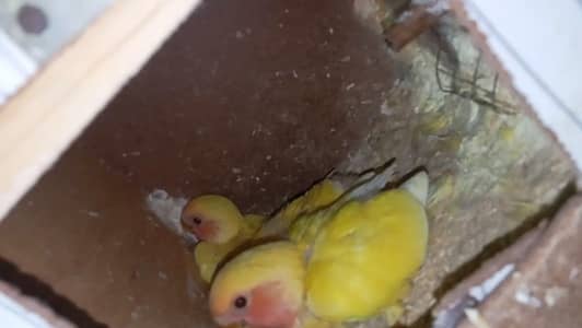 lovebird pair with chicks 03466646453