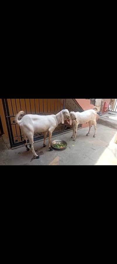 Desi barkry