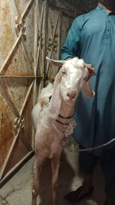 4 DAANT BAKRA