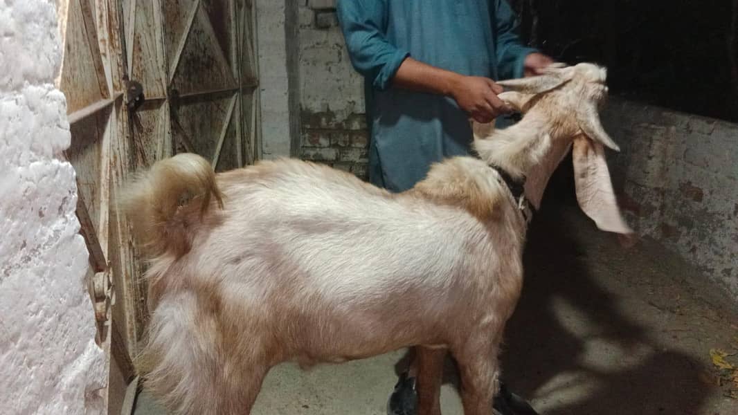 4 DAANT BAKRA 1