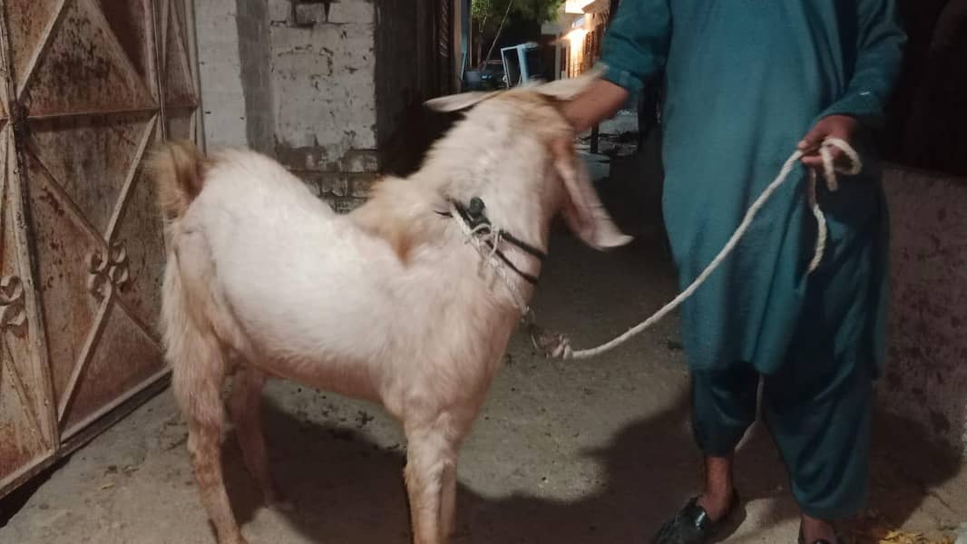 4 DAANT BAKRA 2