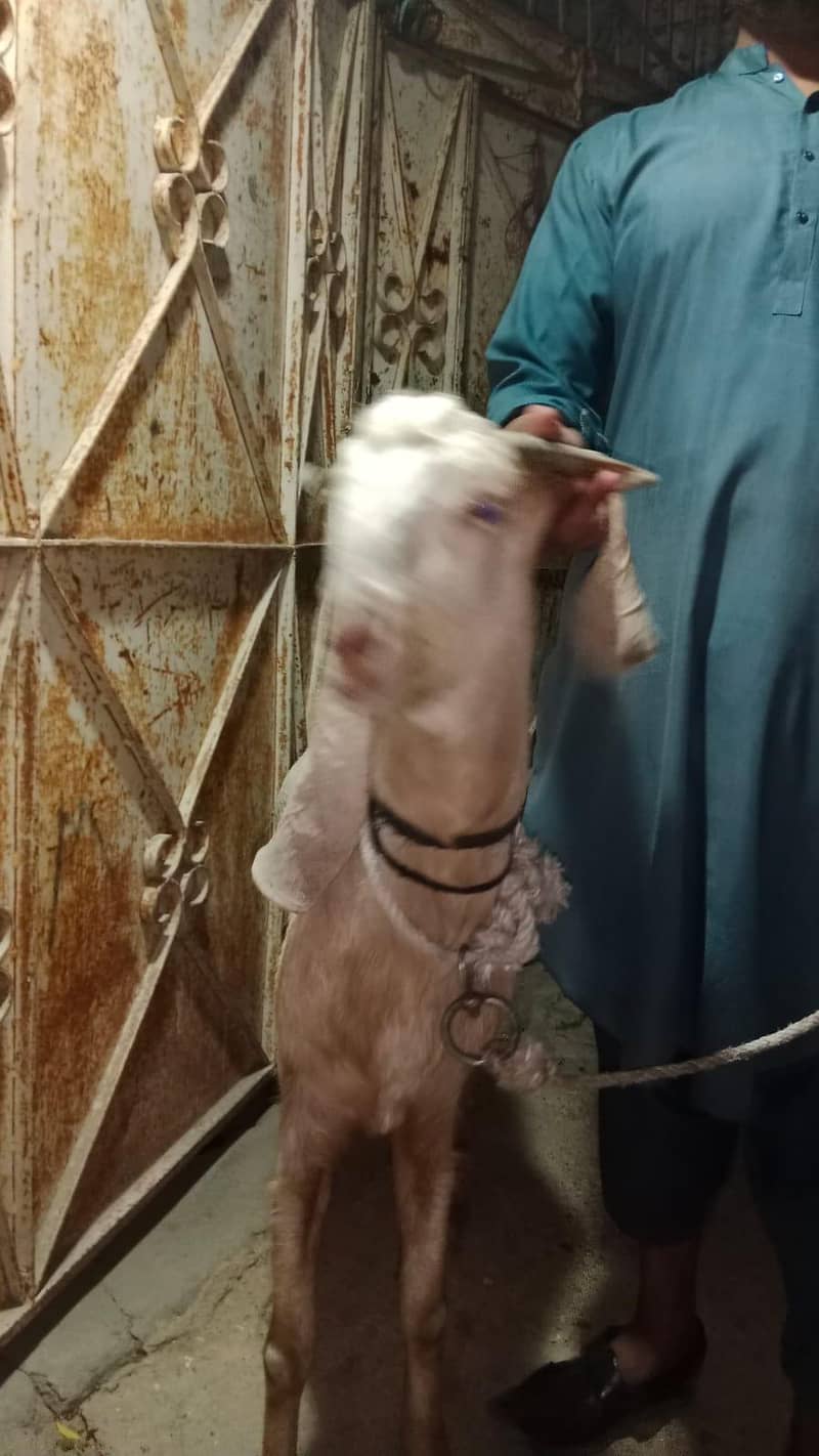 4 DAANT BAKRA 3