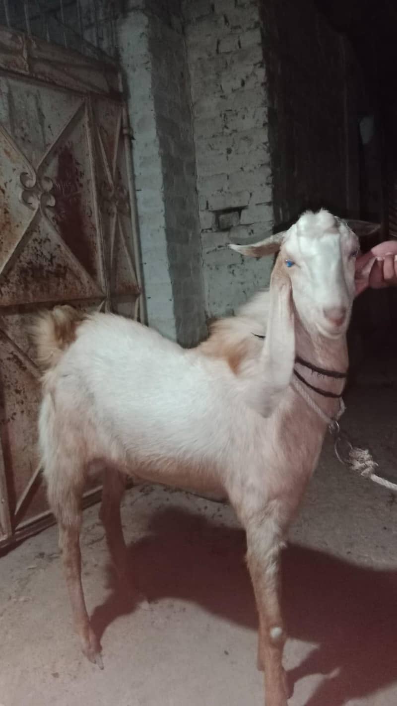 4 DAANT BAKRA 4