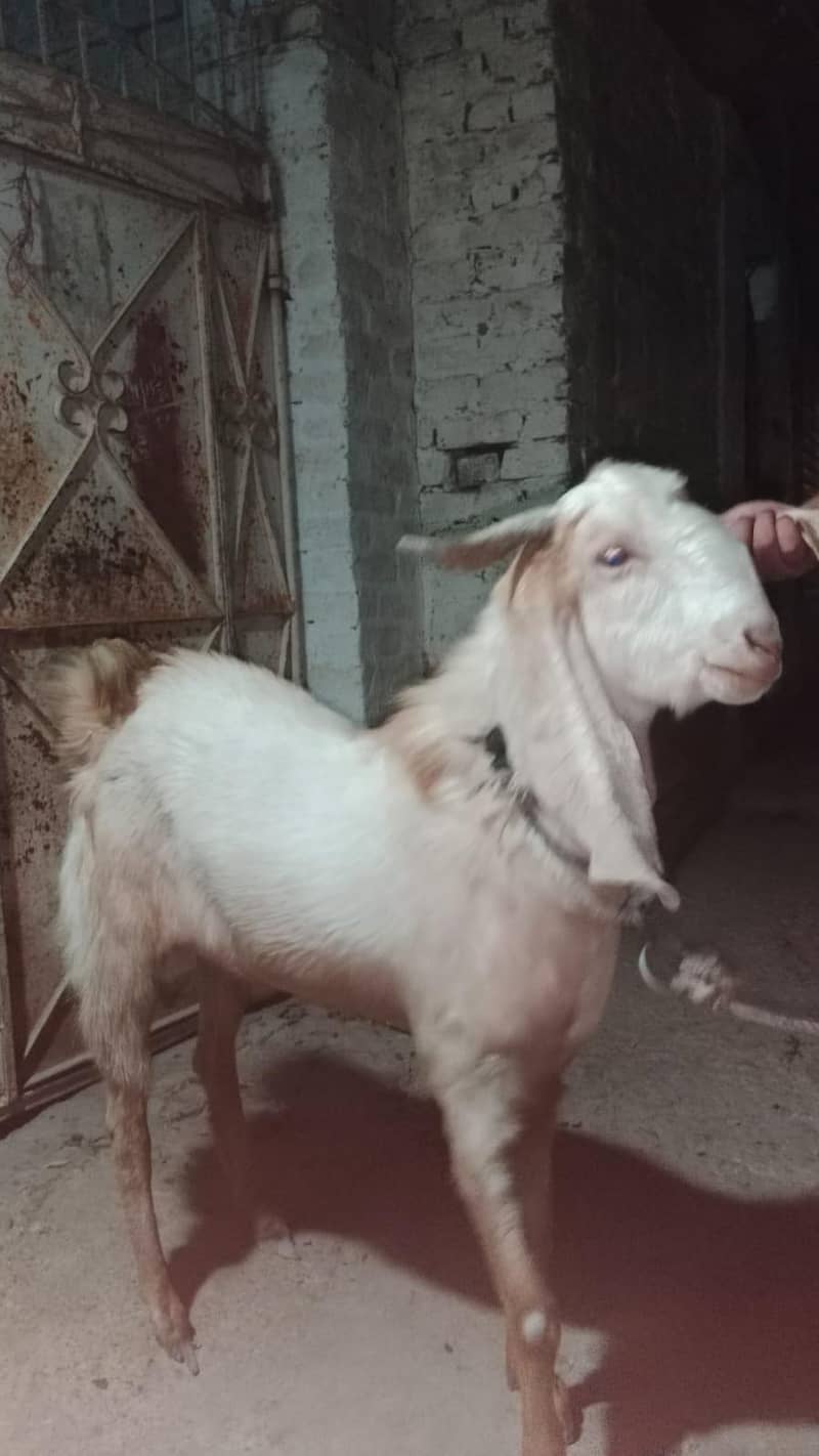4 DAANT BAKRA 5