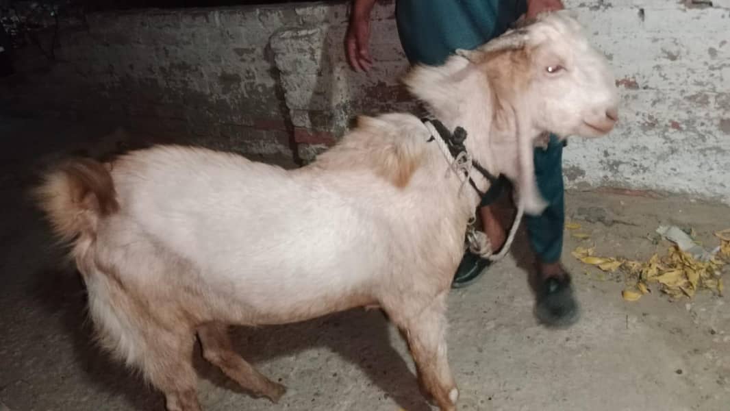 4 DAANT BAKRA 6