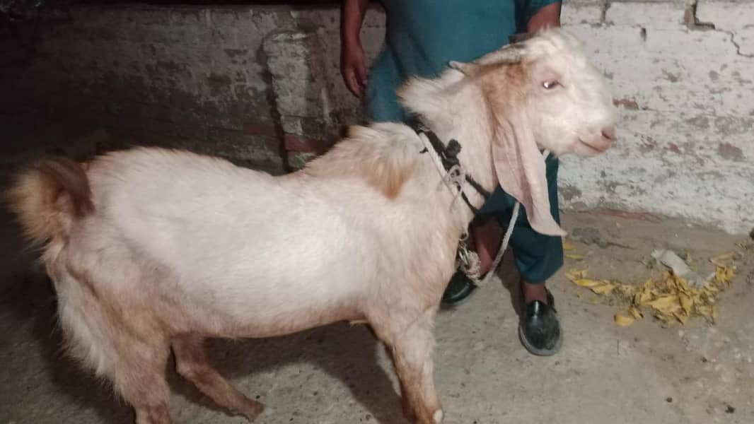 4 DAANT BAKRA 7