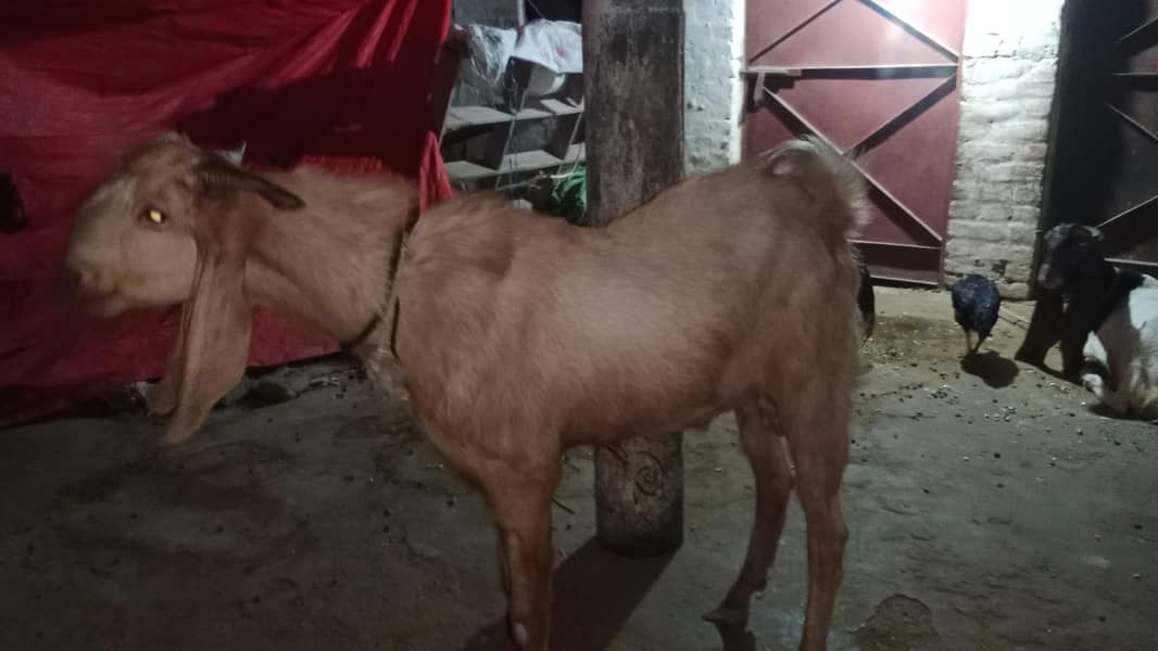 4 DAANT BAKRA 8
