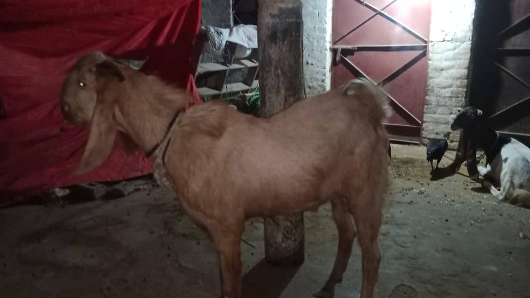 4 DAANT BAKRA 9