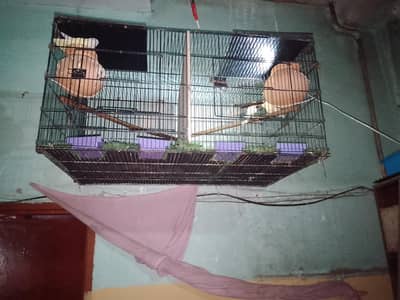 rozi cloli and astailan pair was ap 03434717169
