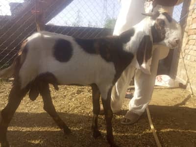 Goats for sale