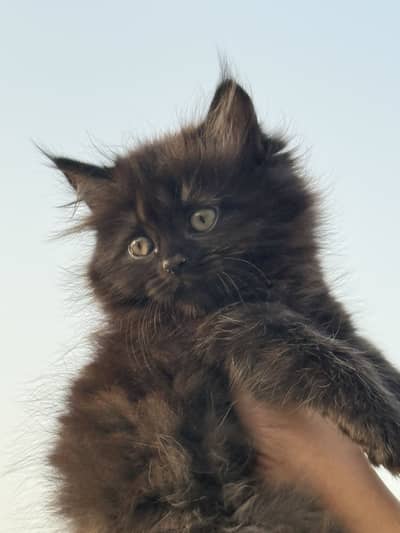 2 months kitten