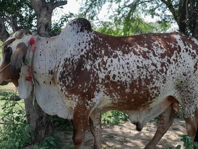 2 bulls for sale