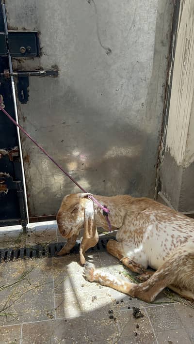 Donda Bakra Makhi Cheena For Sale