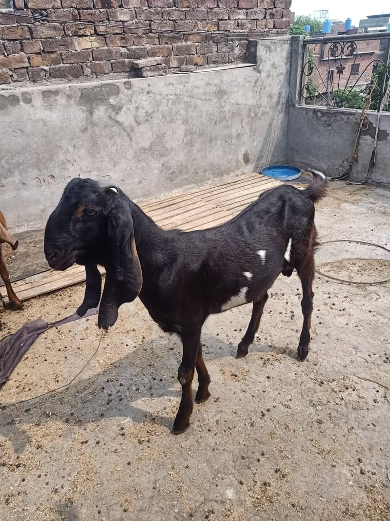 bakray for Eid 1