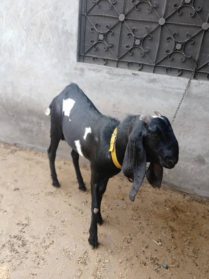bakray for Eid 2