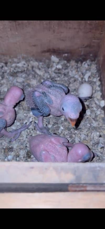 green parrot chicks