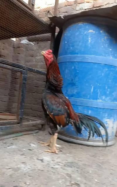 Bohat mazbot morga choras nale ma  full lass