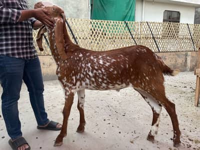 2 Daant Khassi Bakray For Qurbani