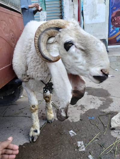 dumba for sale