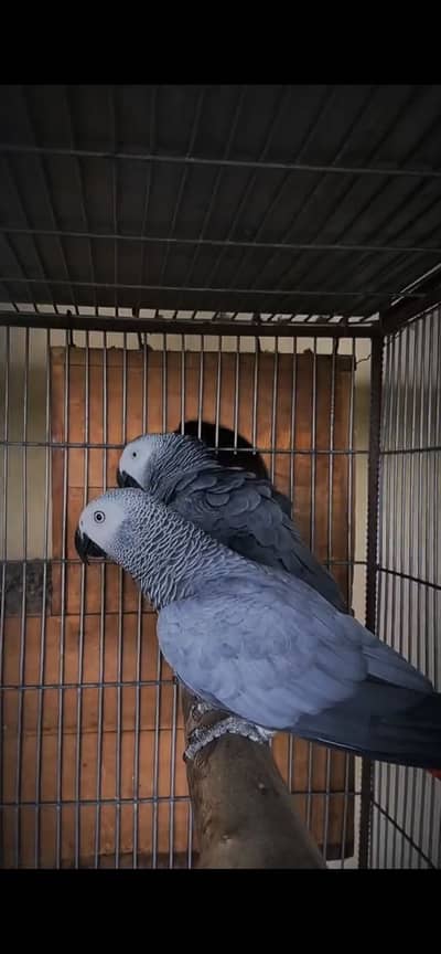 African grey breeding 2 piyas available