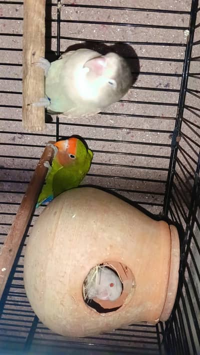 Love birds and finches