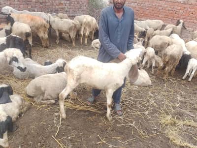 chatry for sale