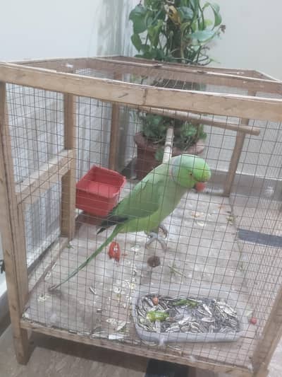 ring parrots