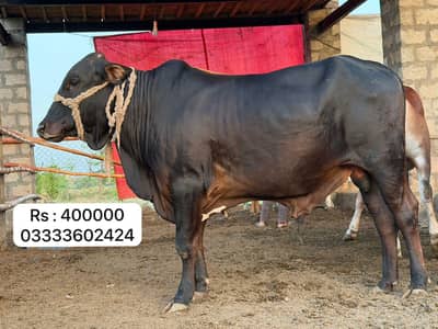 beautiful bulls,Qurbani Animals,Healthy