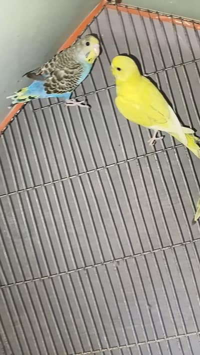 budgies 400 per pice