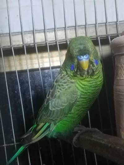 Undersize Combo Male