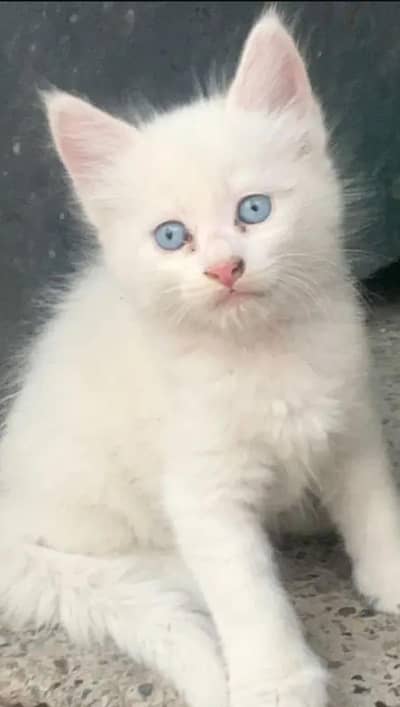 Persian cat