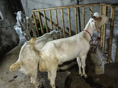 khasi bakra