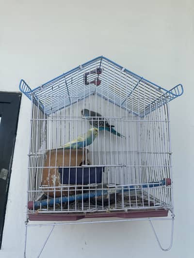 Love birds with cage breeder pairs
