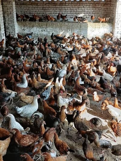 Desi. mesri murghiyan sale