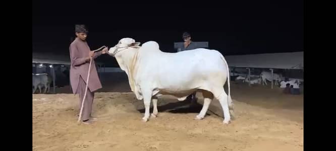 2 teeth BACHIYA MEAT 8 Mann . . . Animal more than 8 Mann