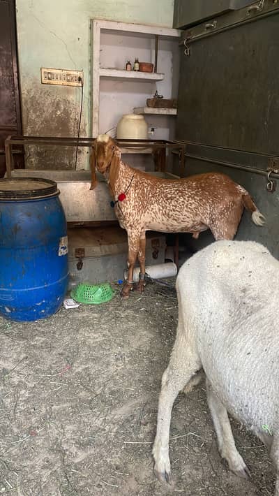 Makhi cheena bakra lela goat
