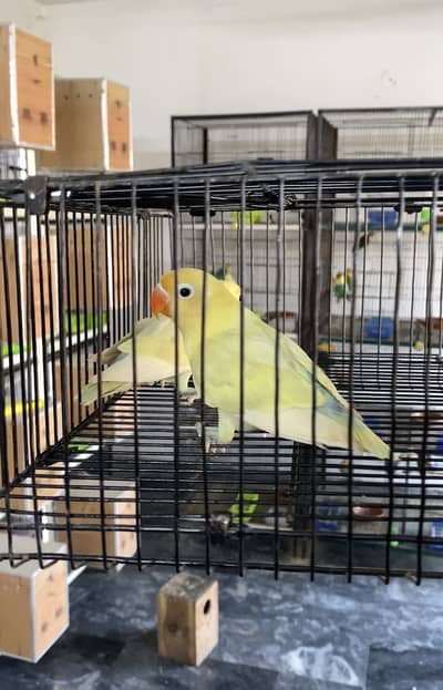 Lovebirds available for sale