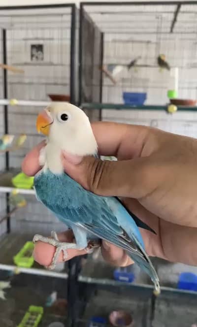 Lovebirds available for sale