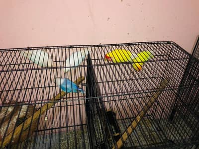 birds