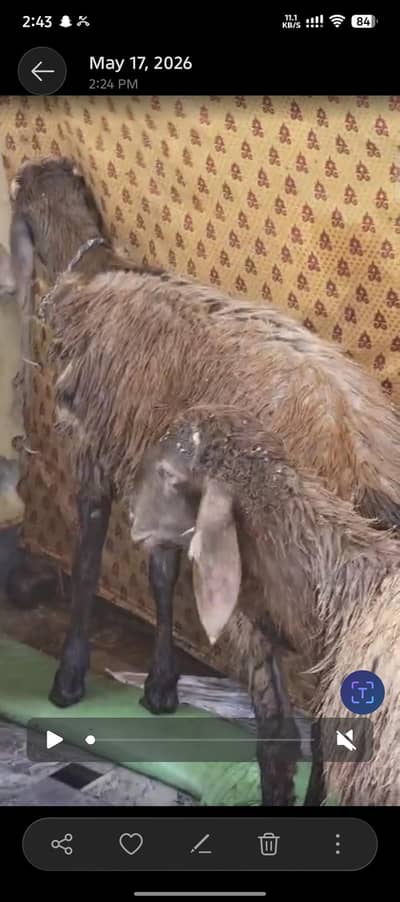Turkey Dumba