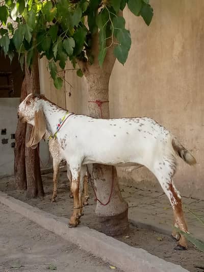 Donday Bakray for sale