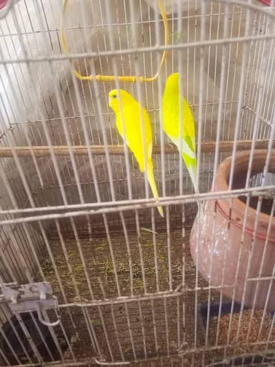 budgie pair healthy and active