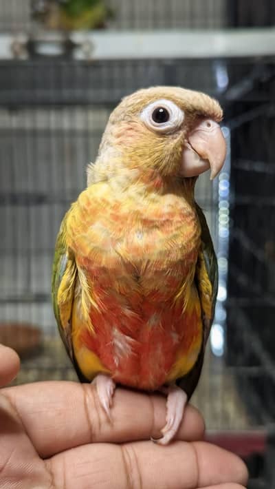 Pineapple conure high red factor hand tame chick available
