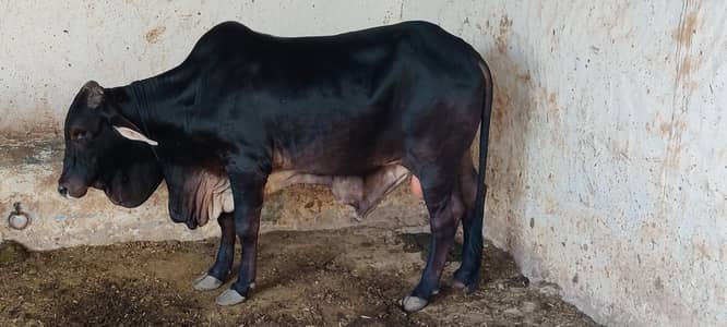 Bull male